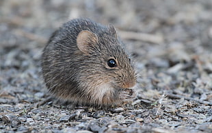 brown rat